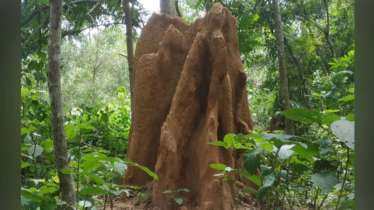 নওগাঁর আলতাদিঘি শালবনে ১১ ফুট উঁচু উইঢিবি, প্রকৃতির বিস্ময়ে মুগ্ধ দর্শনার্থীরা