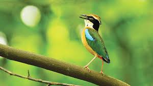 বর্ষায় শালবনের অতিথি দেশি শুমচা, মিষ্টি ডাকে মুখর প্রকৃতি