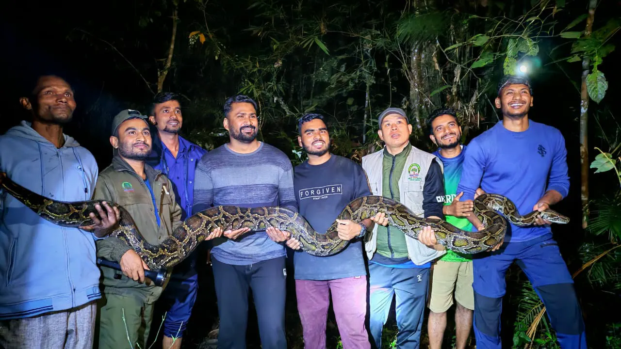 লাউয়াছড়ায় ১৪ ফুট লম্বা অজগর উদ্ধার, নিরাপদে অবমুক্ত বন বিভাগের