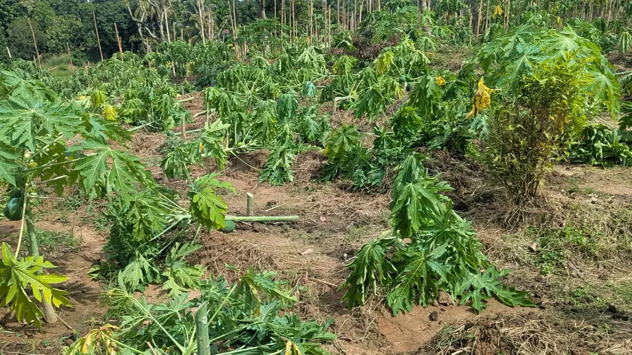 রাঙামাটিতে পেঁপে বাগানের ৮০০ গাছ কেটে দেওয়ার অভিযোগ, ক্ষতি ২০ লাখ টাকা